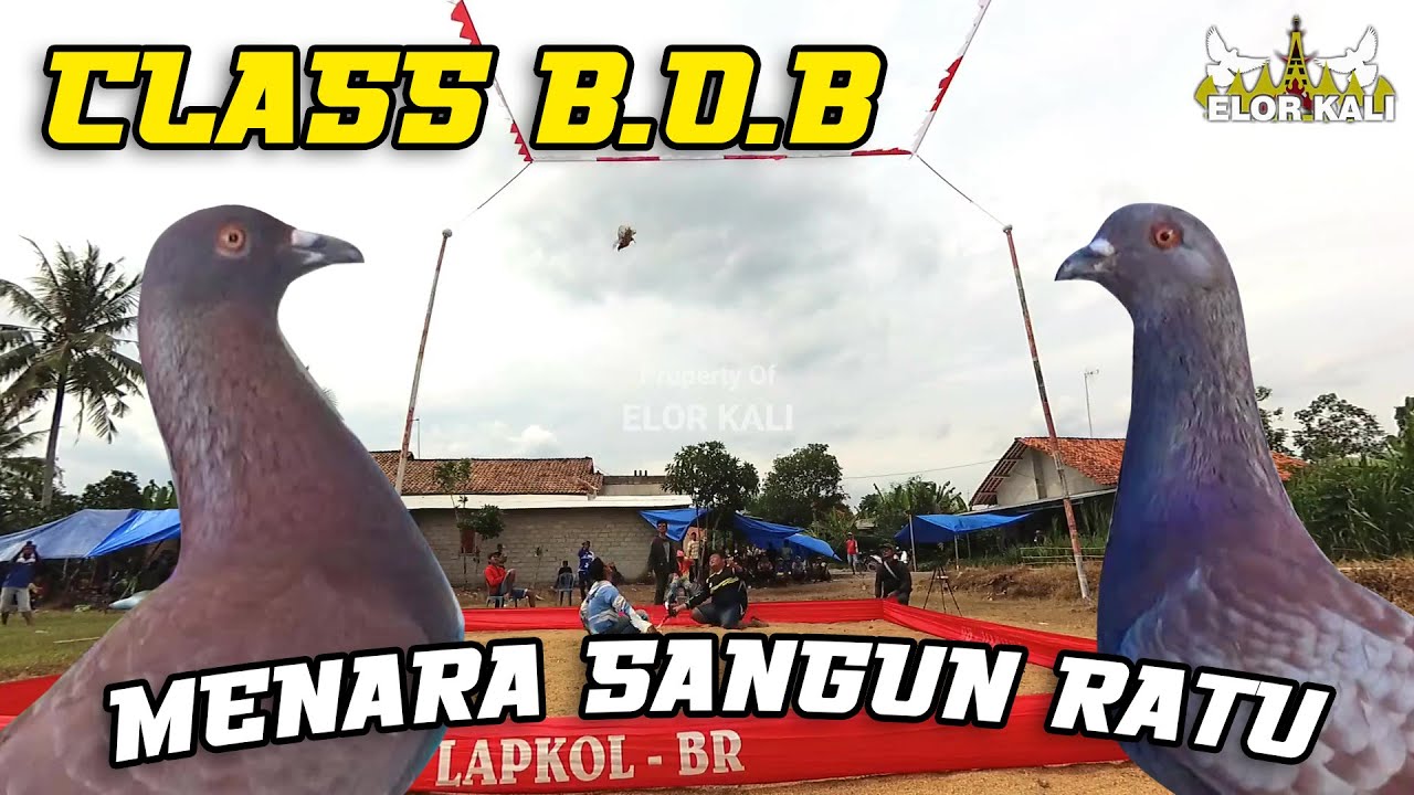 B.O.B LAPAK SANGUN RATU 80 BURUNG
