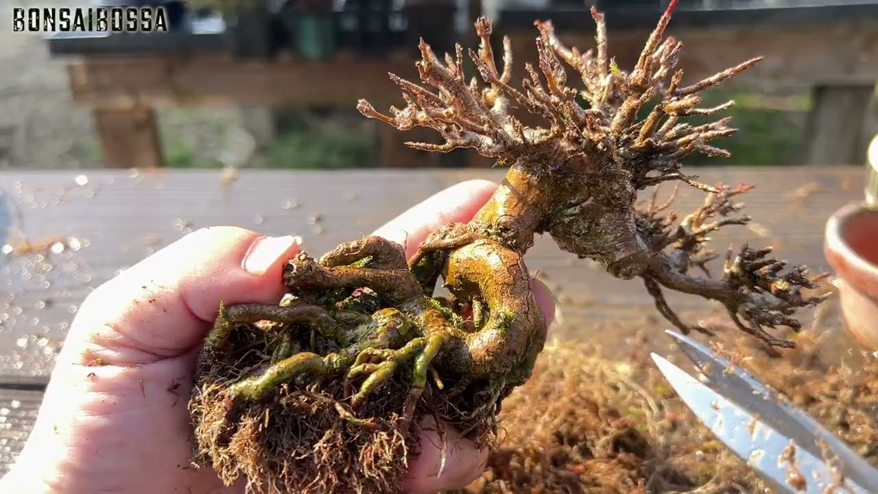 【KED】次峰鉢を使いたかっただけ #盆栽 #bonsai
