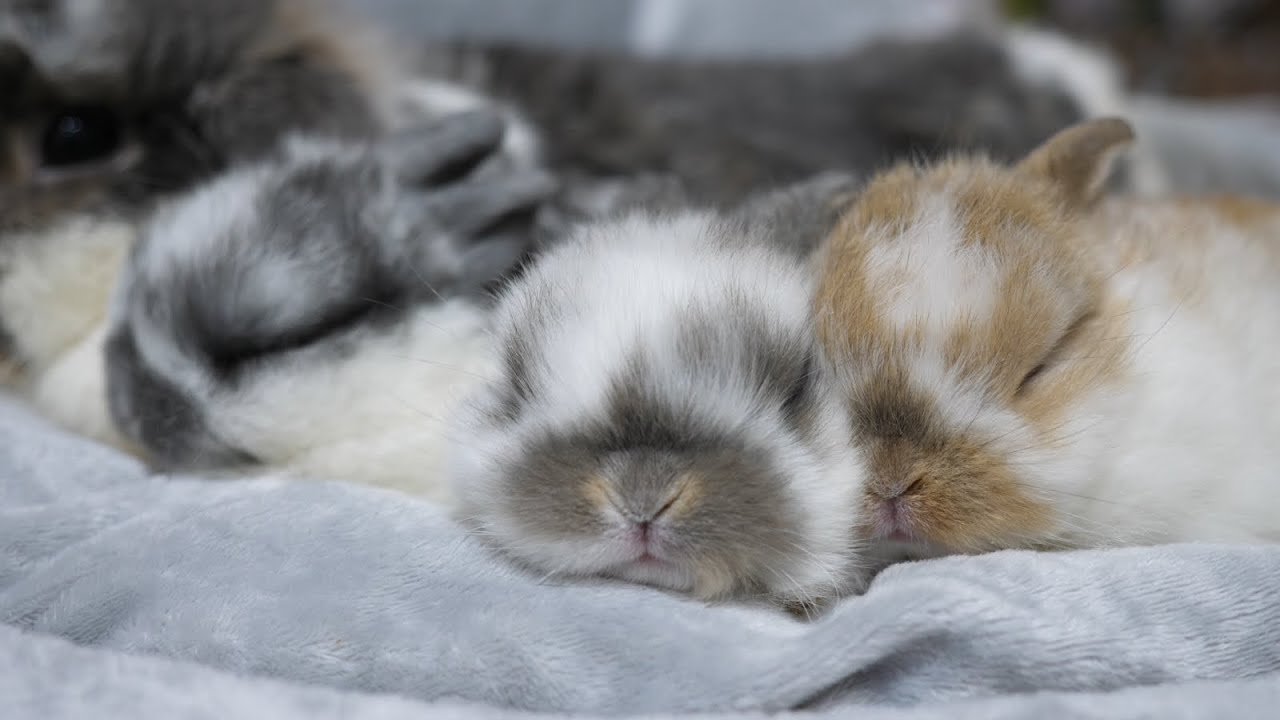 団子になって眠る牛柄赤ちゃんうさぎ