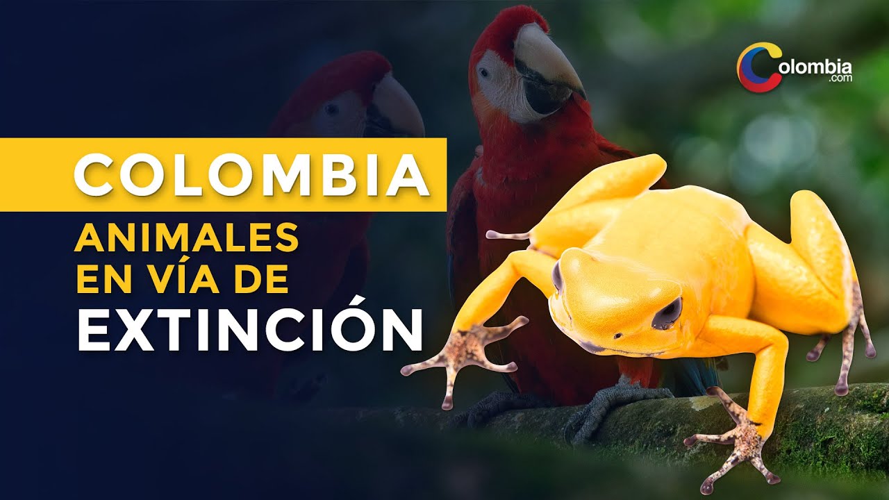 10 animales en v&iacute;a de extinici&oacute;n en Colombia