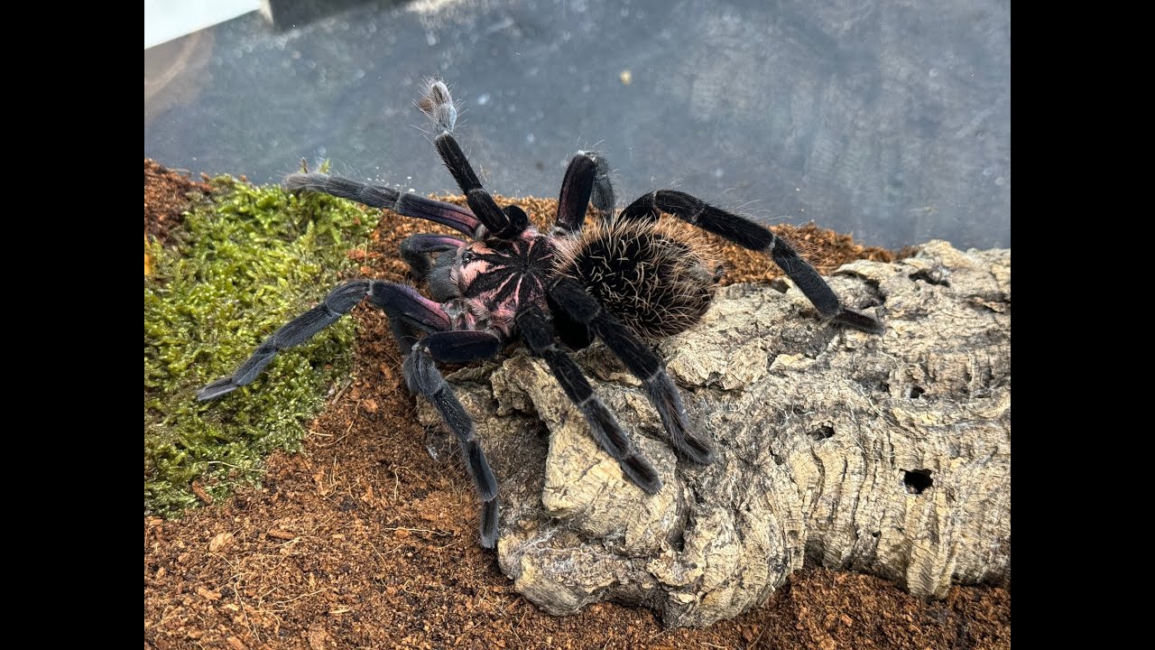 Xenesthis immanis, Purple Bloom  rehouse and care