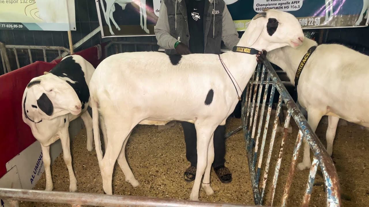 MEILLEURE ESPOIRE FEMELLE FODDAK BELLE MERE BAT LE RECORD HAUTEUR