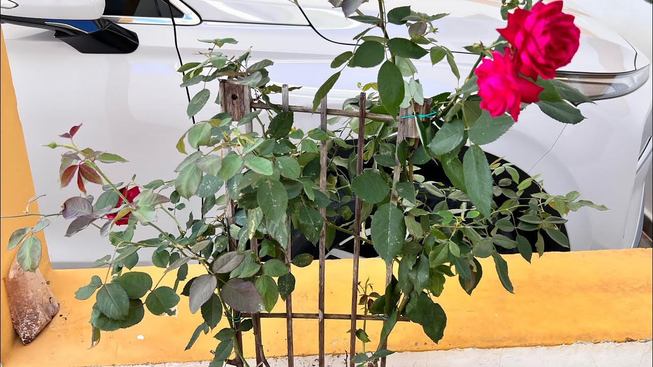 TRATAMIENTO FUNGICIDA PARA RECUPERAR LAS PLANTAS DESPU&Eacute;S DE 7 D&Iacute;AS MI ROSAL SE RECUPER&Oacute;