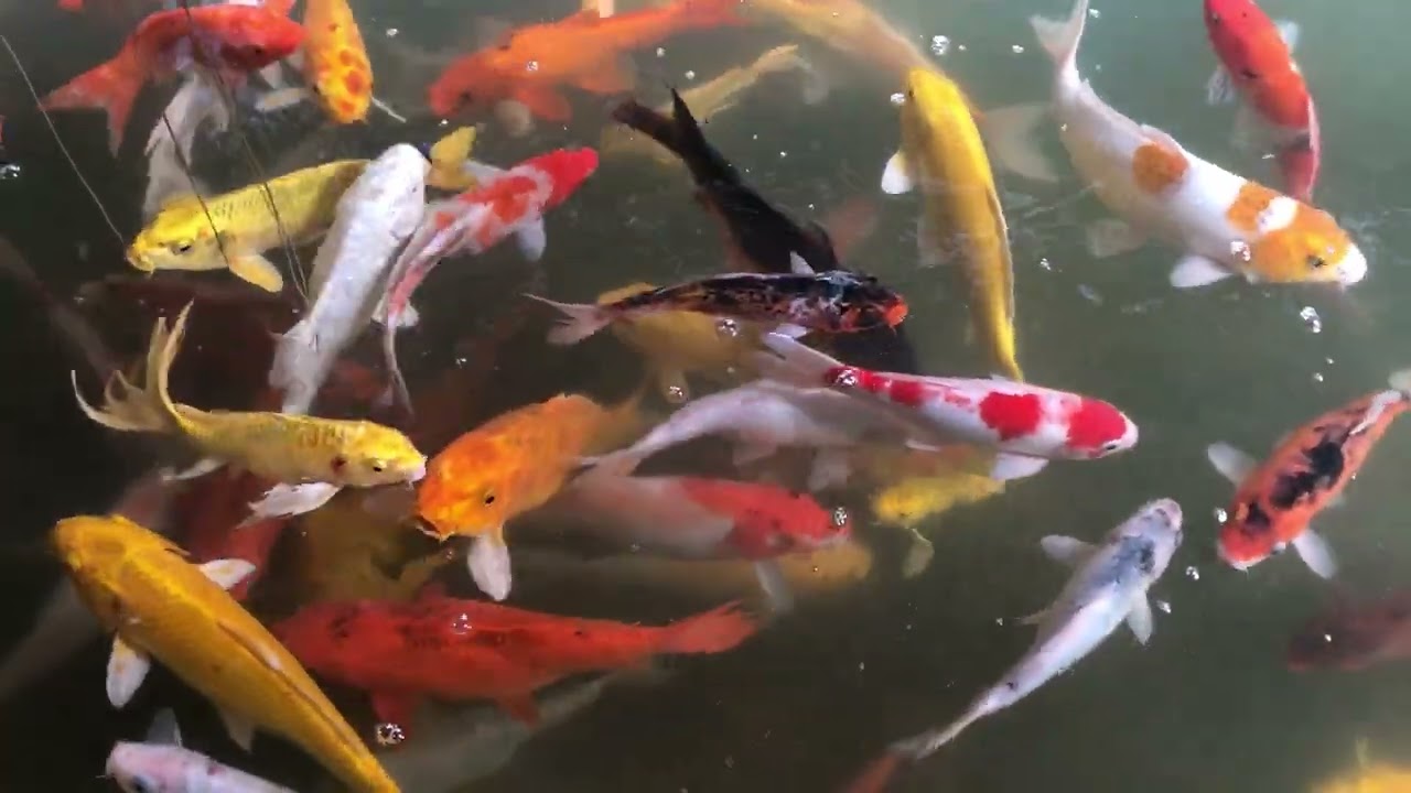 Exciting Fishes | Fishes Coloring🐠🌅❤️🐠🐠