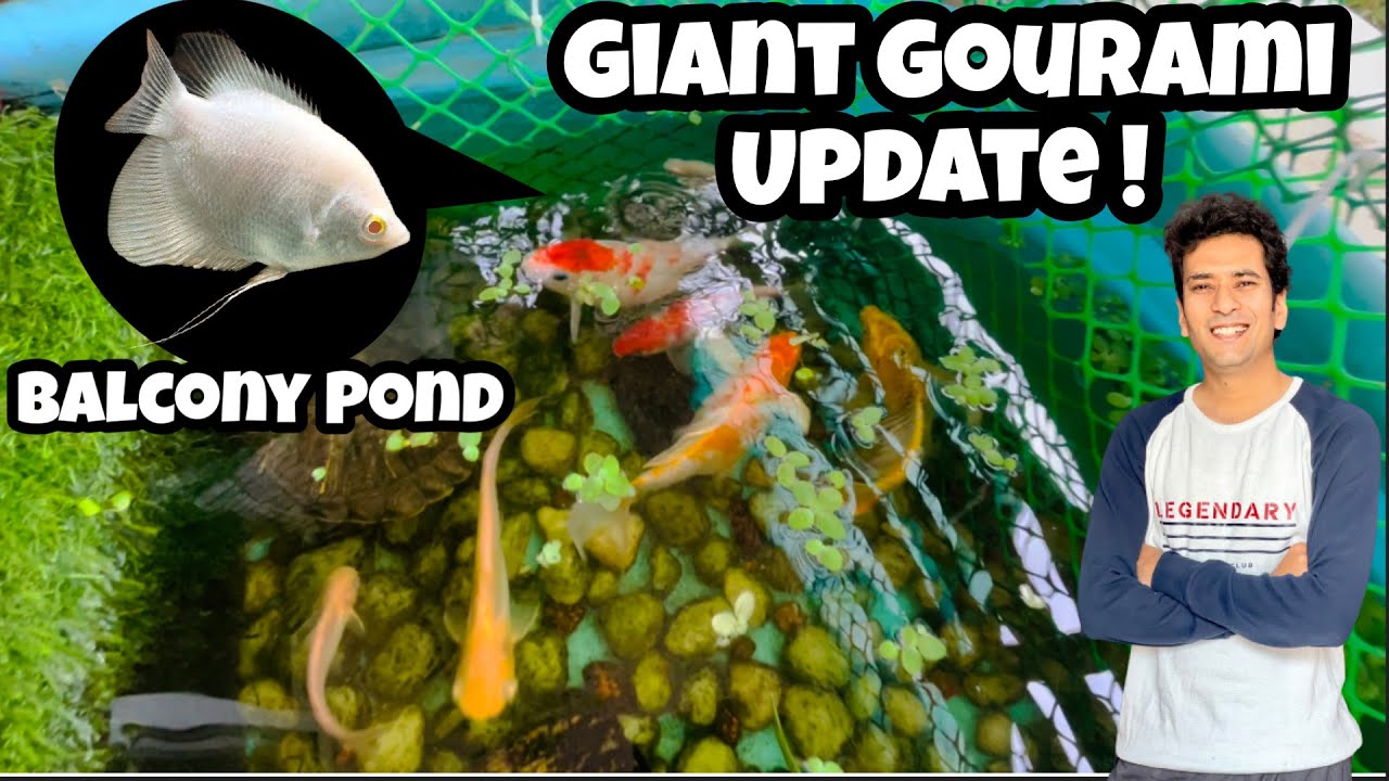 Giant Gourami Update | Balcony Pond | Indian Aqua Boy03 Vlog | Balcony pond Fishes update 🐢