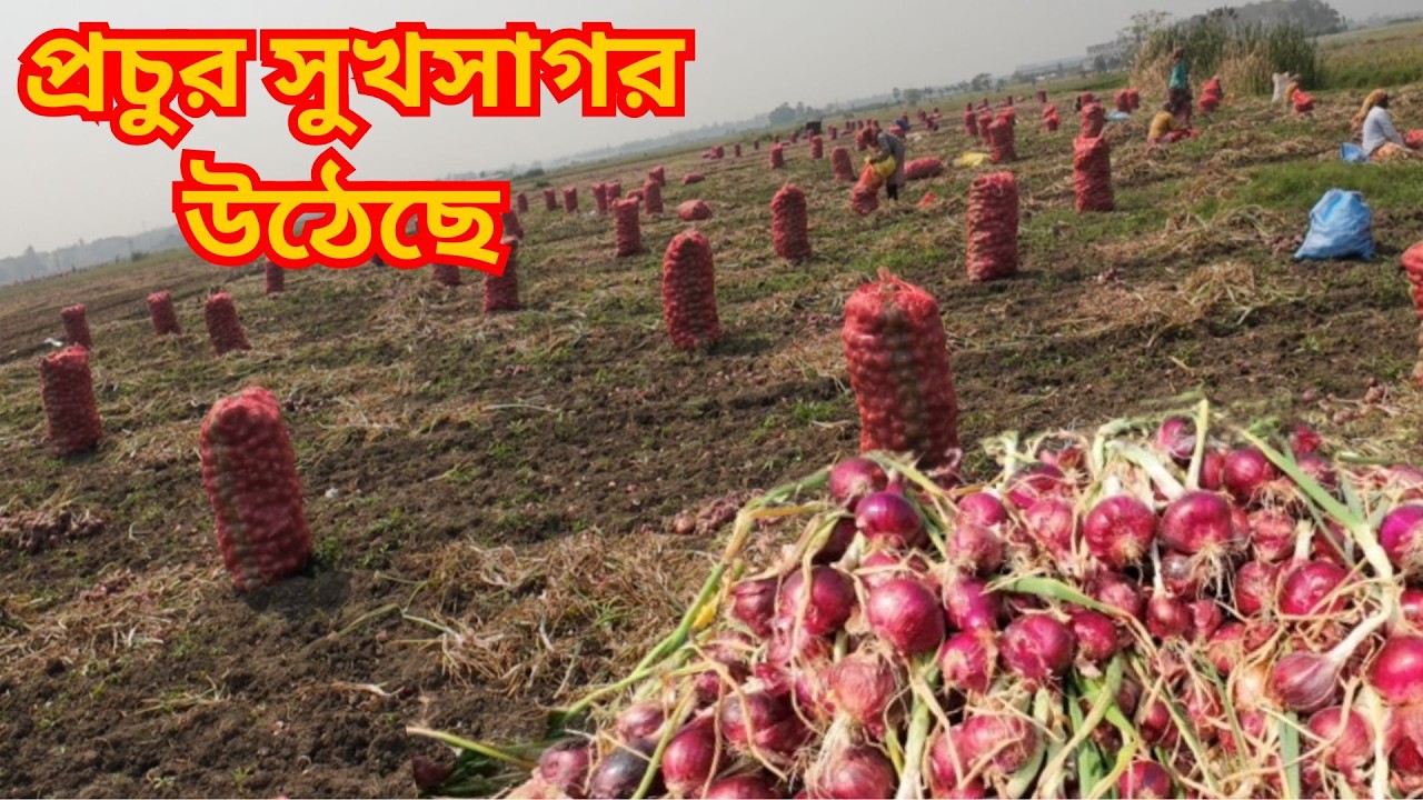 মাঠ থেকে উঠছে প্রাচুর সুখসাগর পেঁয়াজ/পেঁয়াজের দাম নিয়ে কৃষকরা খুবই হতাশ/কী বলছেন পেঁয়াজ চাষিরা