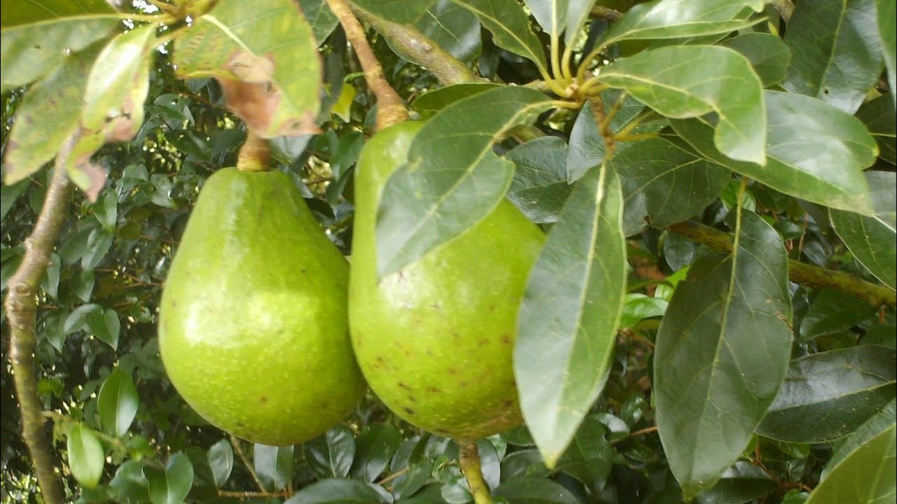 🌳🌳Como fazer Auporquia de  Abacate🌳🌳