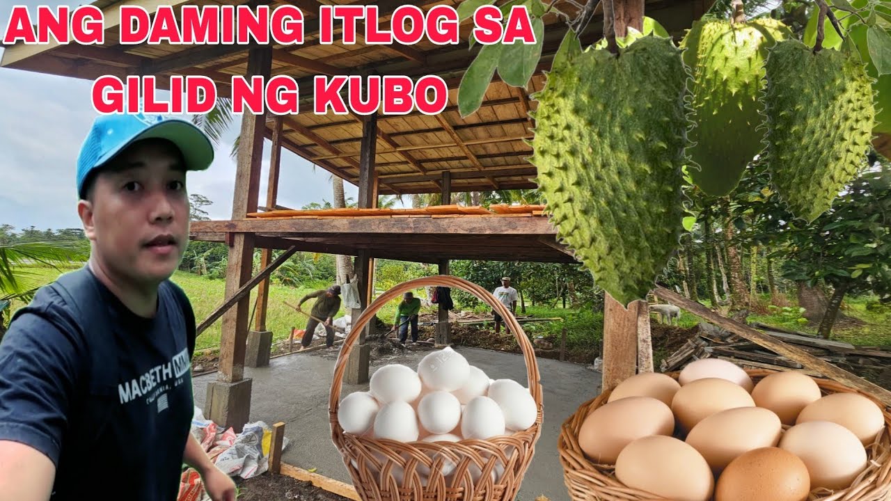 Nagkalat ang mga itlog ng manok sa gilid ng kubo harvest time...Guyabano hinog na Deer galing gubat.