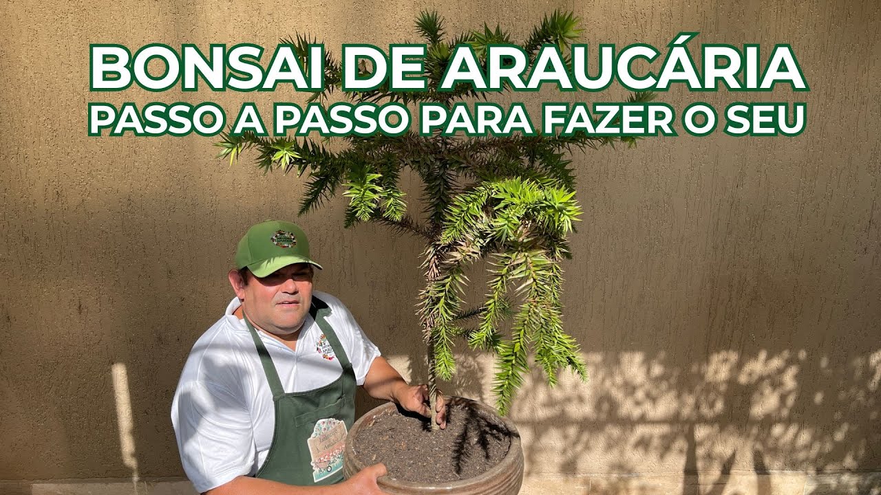 Araucária | Como Fazer um Bonsai Desta Árvore Linda