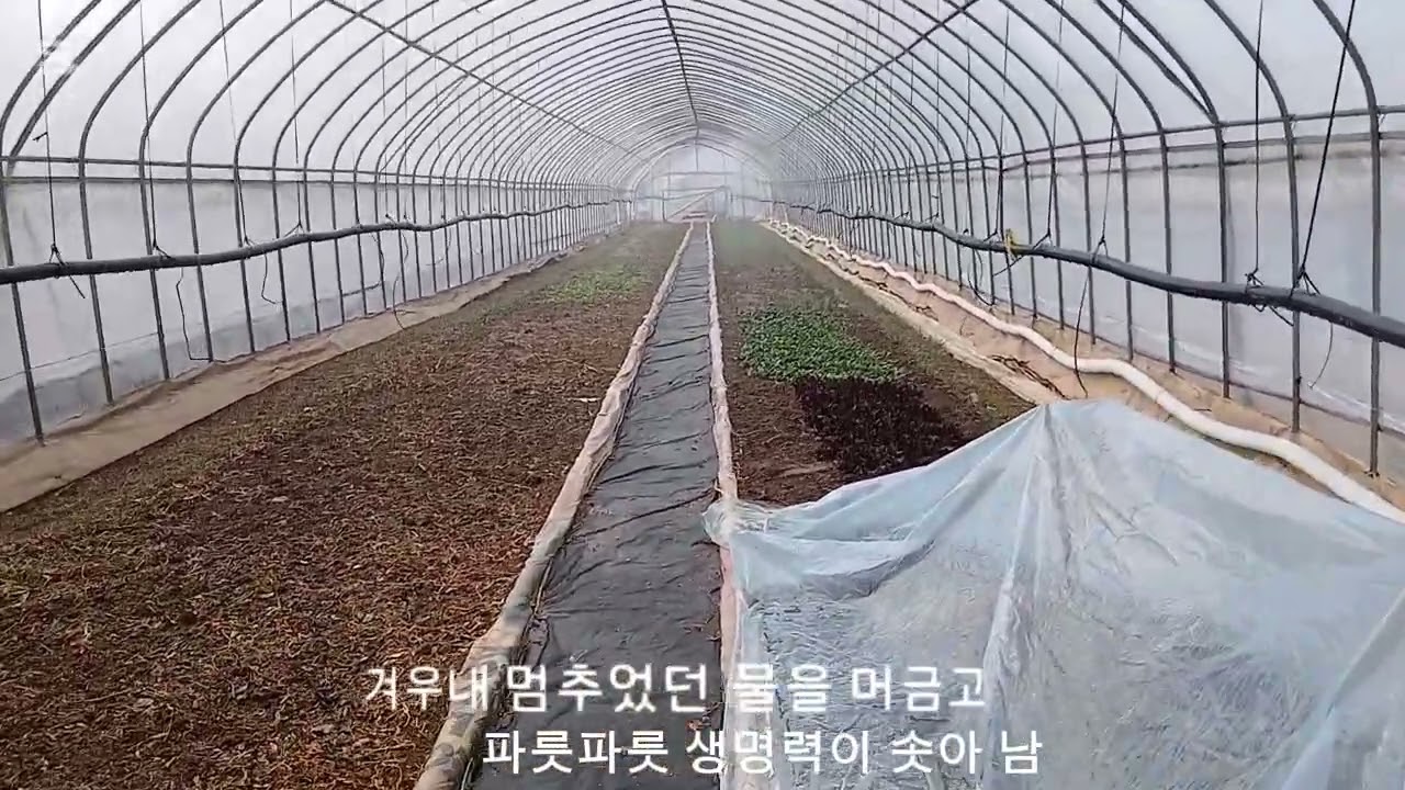 실버농원 우진농장 파릇파릇 생명 솟아남 