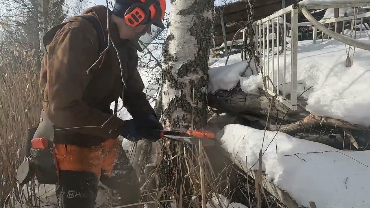 Firewood cutting Near buildings  2026 . Husqvarna 550xp mkII