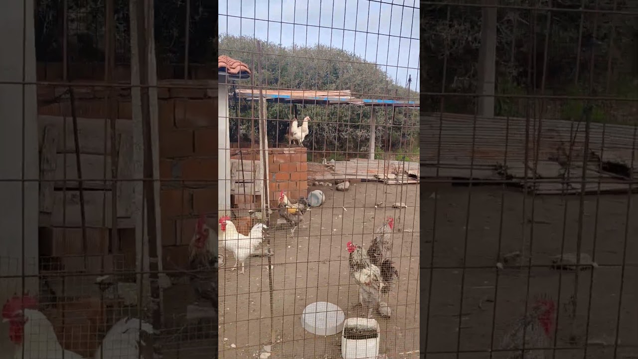 Tavuklarda kan değişimi genlerin karışması için çabalarım 2
