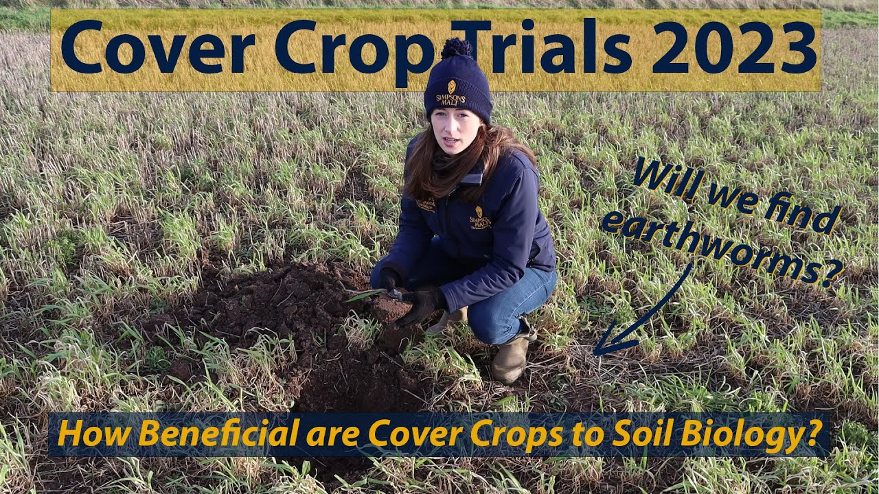 Cover Crop Trials 2023: How Beneficial are Cover Crops to Soil Biology?