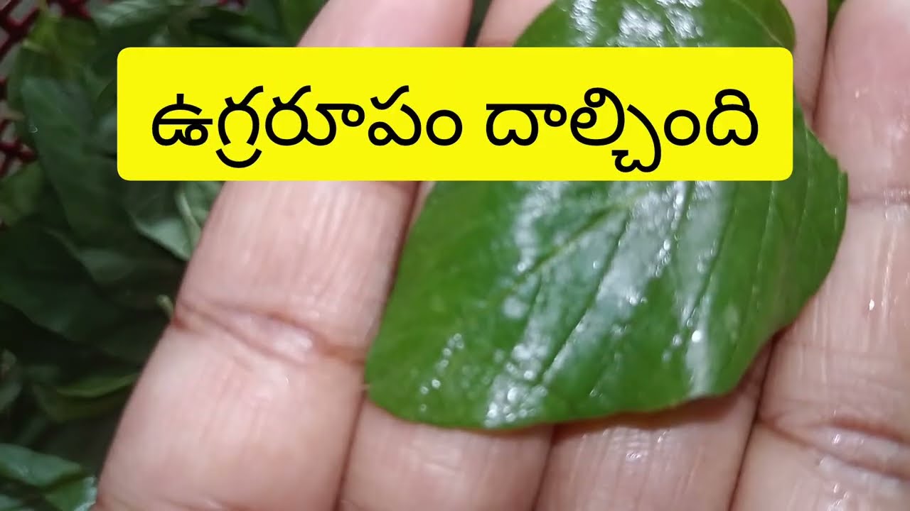 మనోహర్కి తగిన శాస్తి జరిగింది ఫుల్ వీడియో చూసేయండి@telugureviews-x1p 