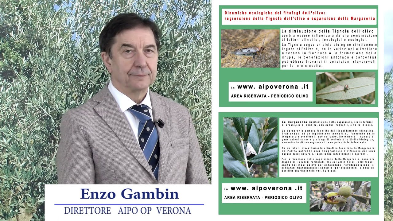 Margaronia dell'olivo in aumento: il parassita mangia gli apici dei giovani rami. Come combatterlo.