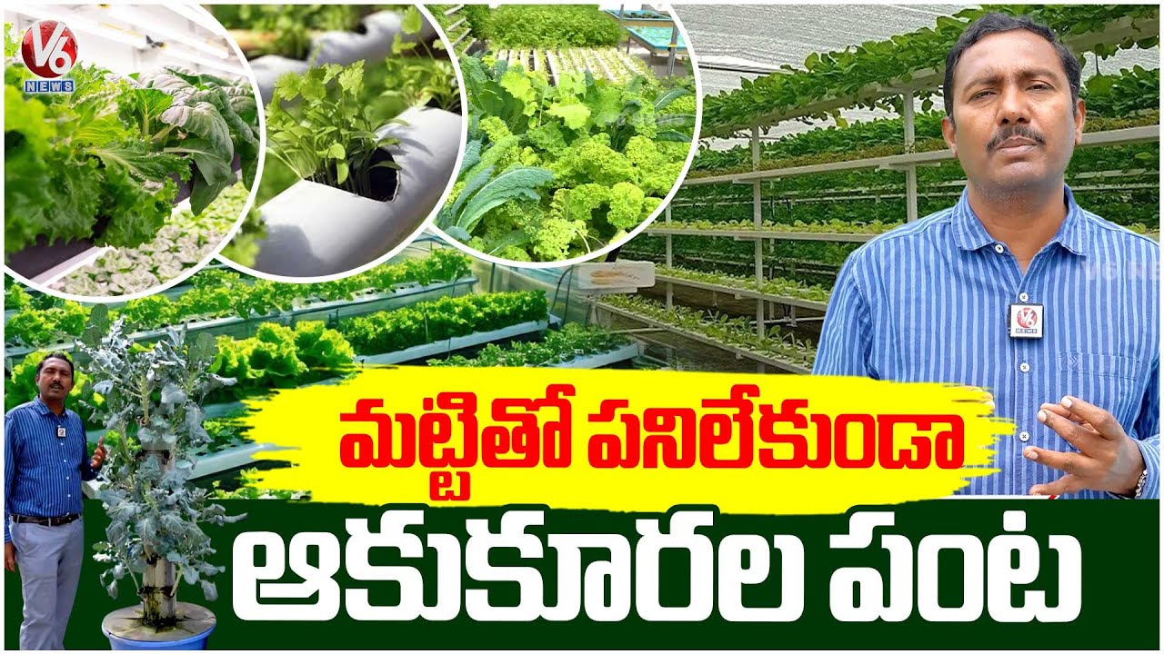 Soilless Cultivation At Its Best :Infinity Hydroponic Green Farms, A Sustainable Farming Solution|V6