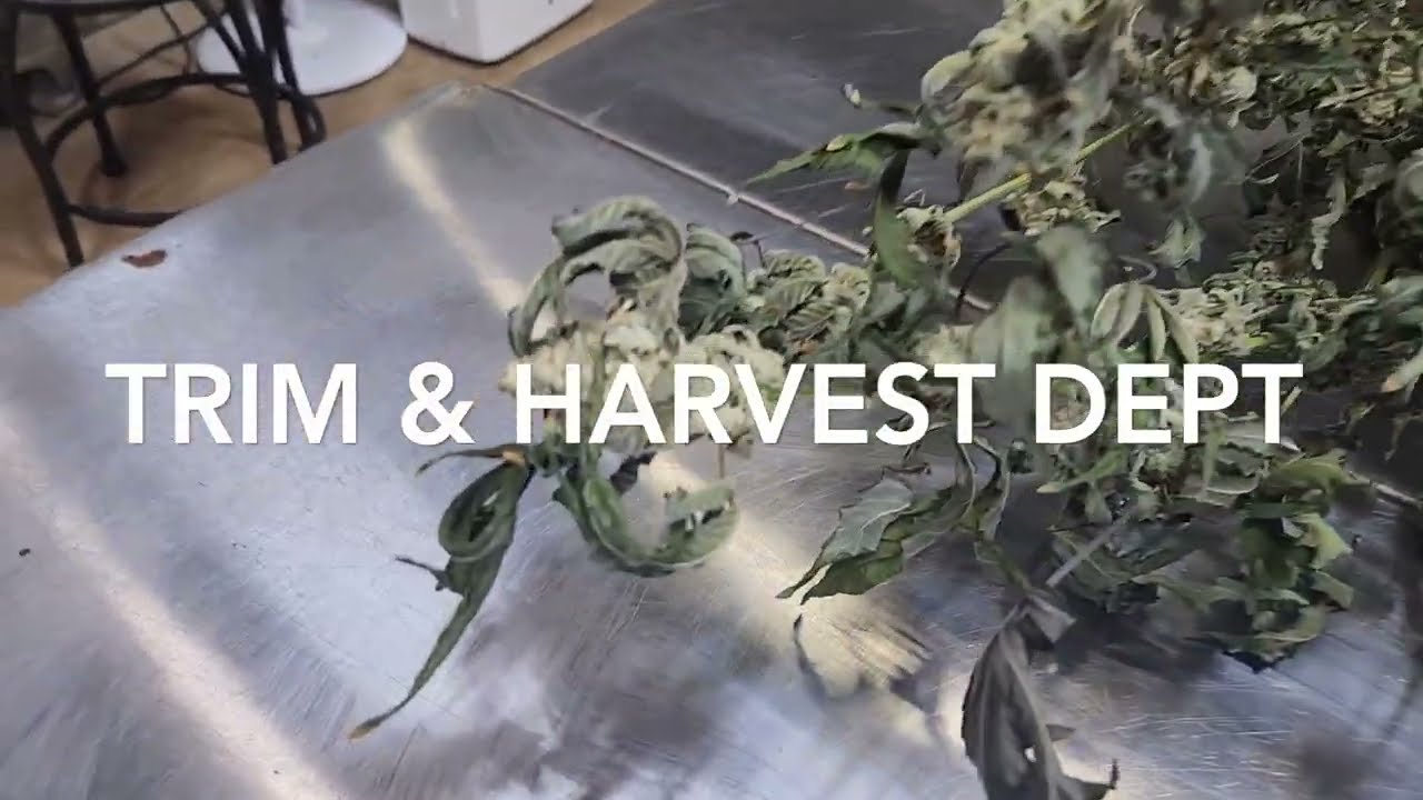 Trimming up our selected pheno of Wedding Mints