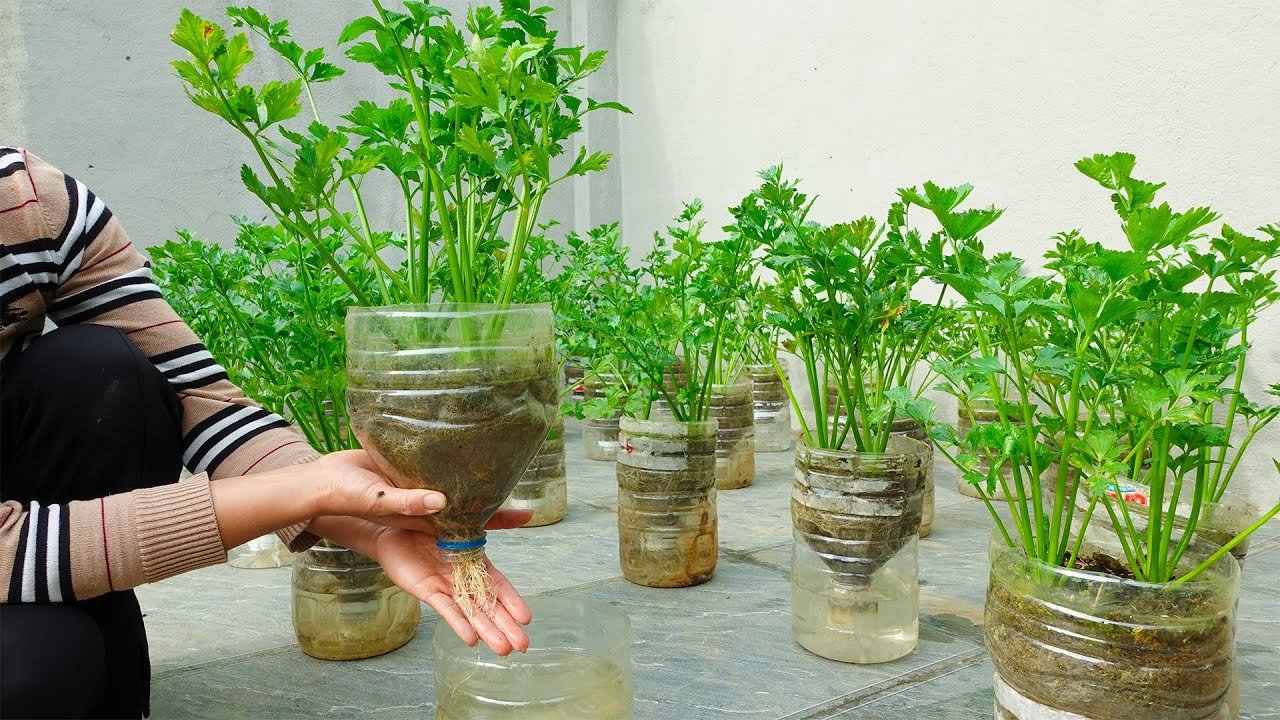 Wish I Knew This Method Of Growing Celery Sooner !