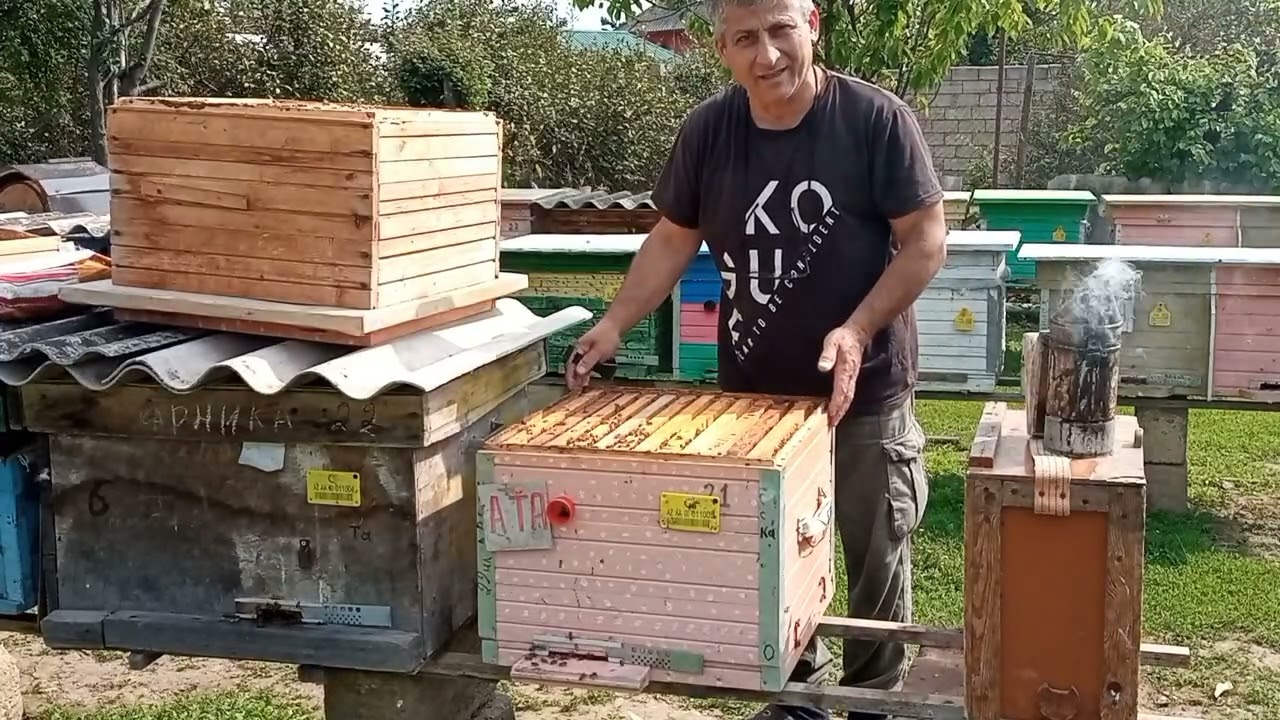 Arıları təhlükəsiz genişləndirmək (ikinci gövdə ilə)