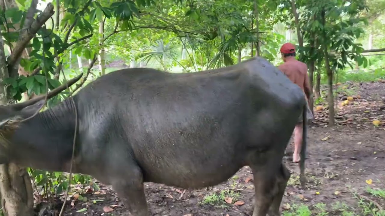 Startled Buffalo