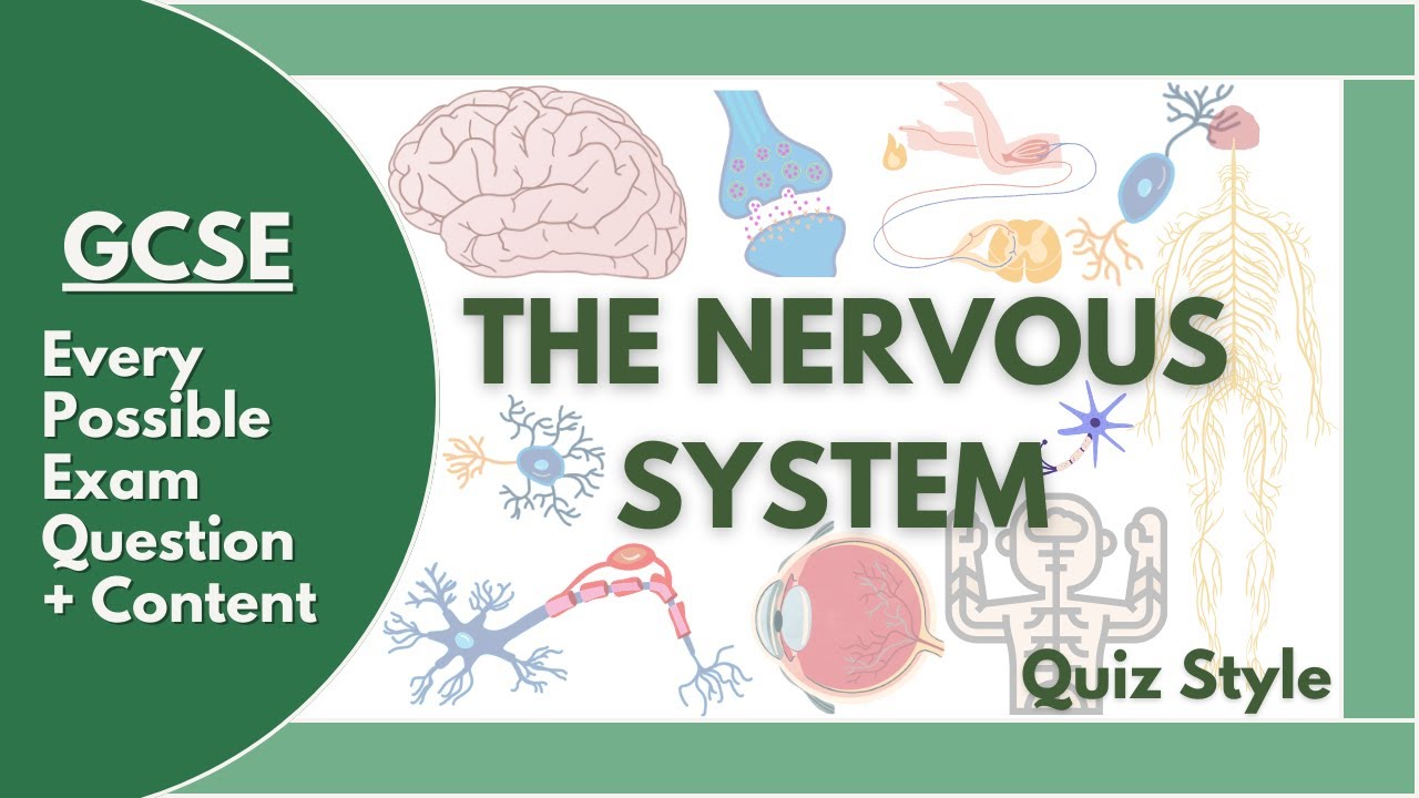 GCSE Human Nervous System QUIZ | EVERY possible exam question