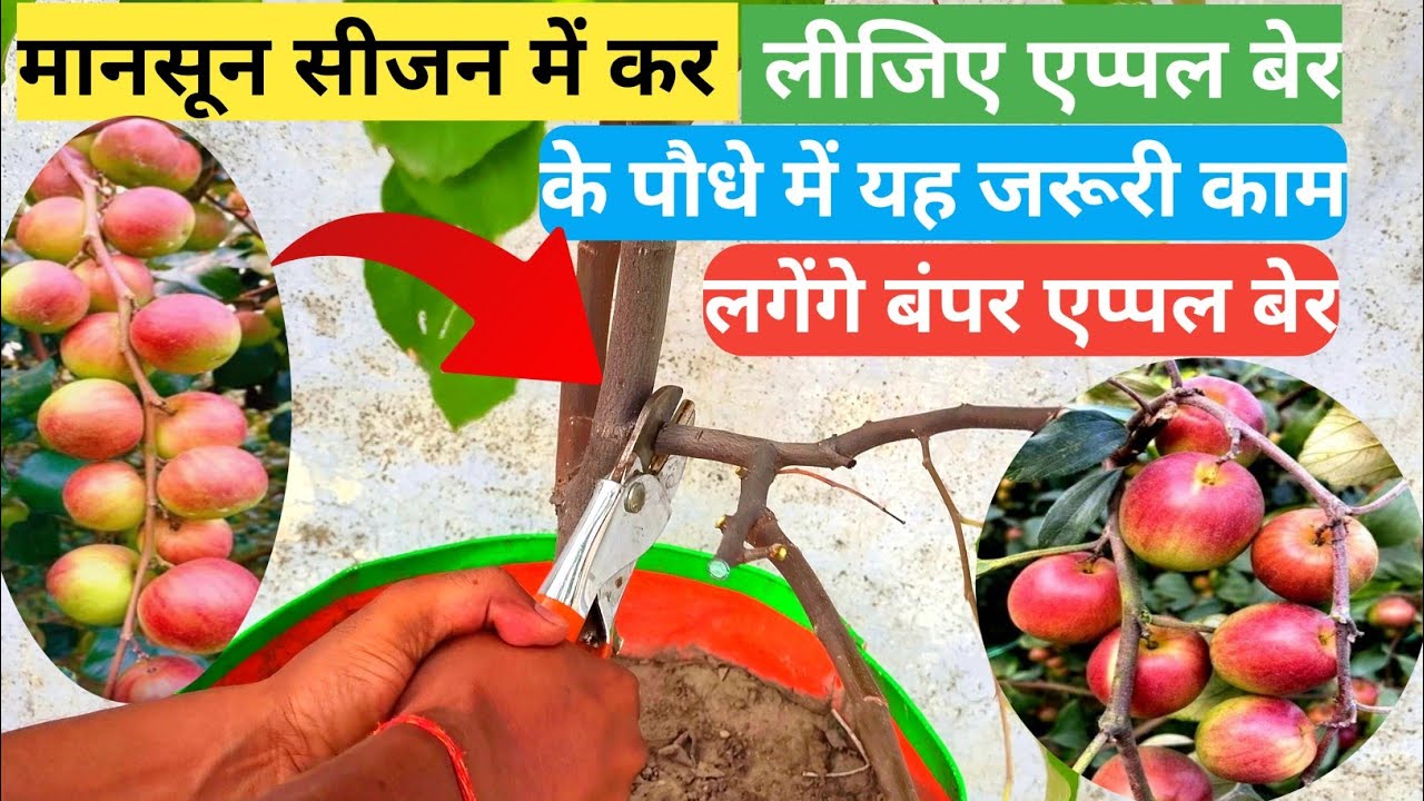 Apple Ber Plant Pruning Process ||अभी करें एप्पल बेर की कटाई छटाई सर्दियों में लगेंगे बंपर एप्पल बेर