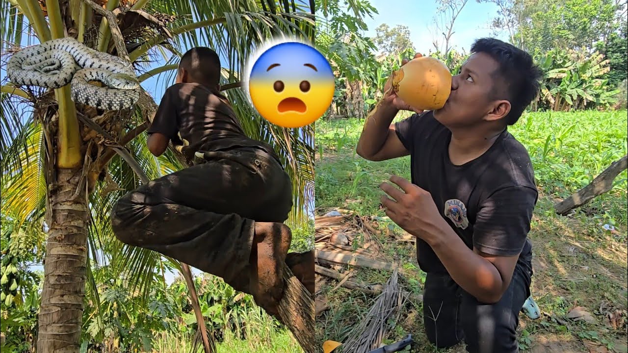CHAMOY ENCONTRO ESTA CULEBRA EN EL PALO DE COCO, CASI PERDEMOS LA VID4😨😭☠️
