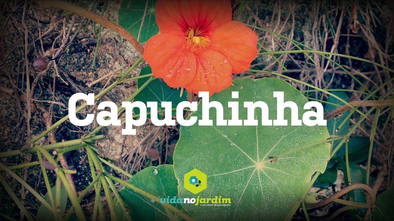 Capuchinha