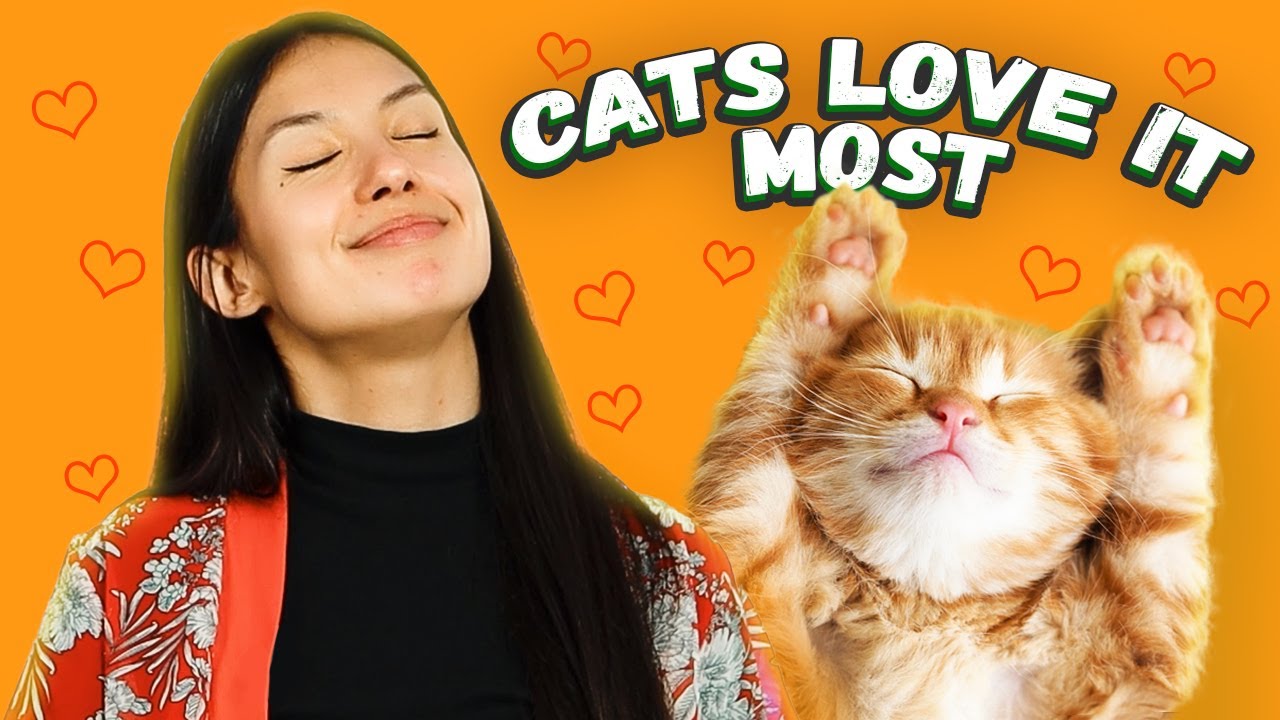 13 Things Cats Love Most 😻