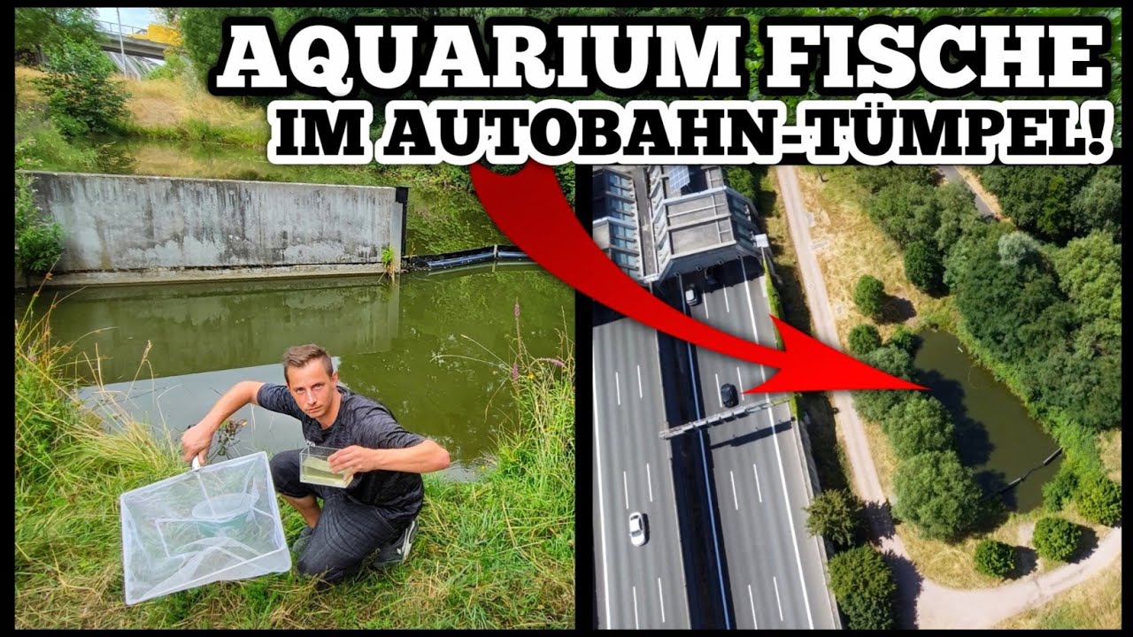 GEFÄHRLICH?! Aquarium FISCHE in AUTOBAHNTEICH entdeckt und GEFANGEN!