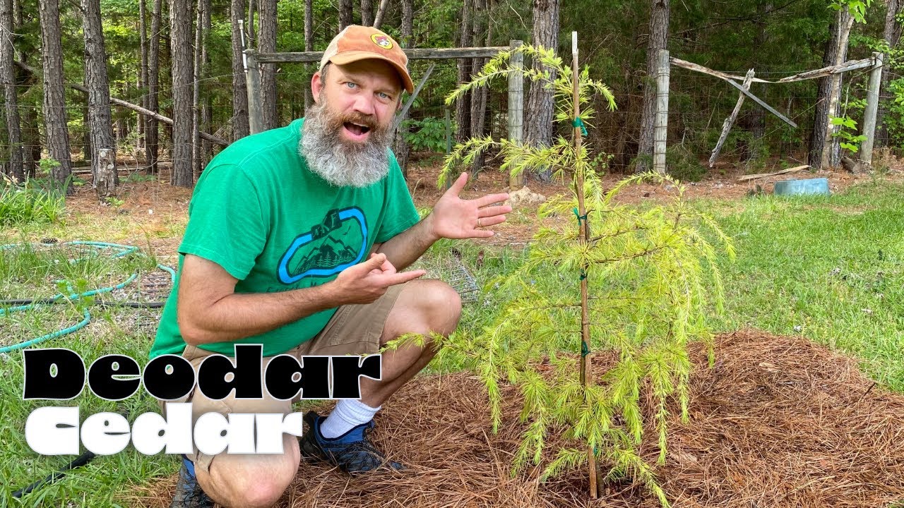Planting a Golden Deodar Cedar in Zone 8a | Gardening in Upstate SC - EP 215