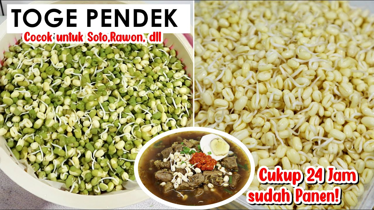 CARA MEMBUAT TAUGE/KECAMBAH PENDEK UNTUK RAWON, SOTO DLL