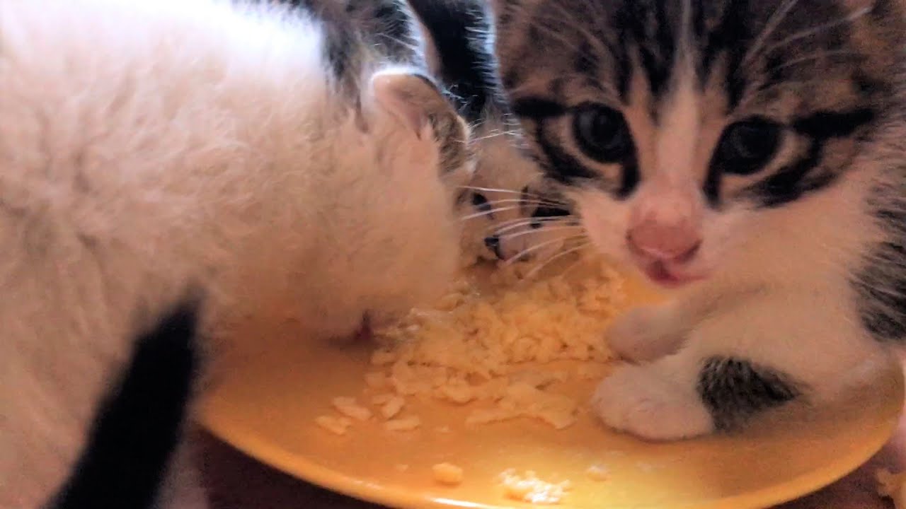 YAVRU KEDİLER MİYAVLAYARAK MAMA YİYOR 😻 EV YAPIMI KEDİ MAMASI ETSİZ 🐾 YAVRU KEDİ VİDEOLARI | KEDİO
