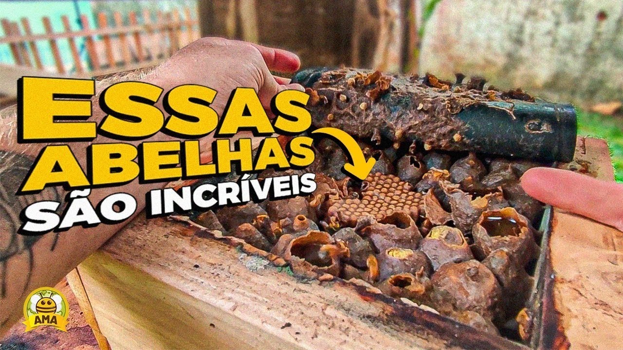 TOP 5 MELHORES ABELHAS PARA COMEÇAR A CRIAÇÃO! 🐝