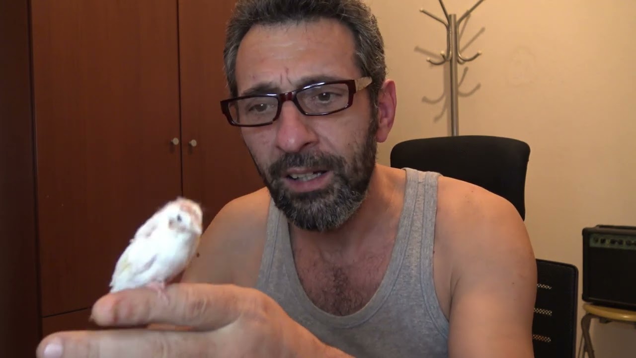 canary control  ΕΛΕΓΧΟΣ ΝΕΟΣΣΩΝ