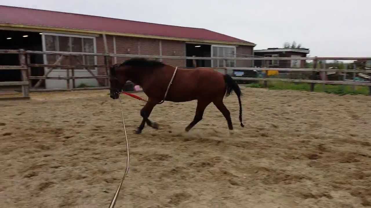 Replay @ Longeerhulp - Galop (week 39)