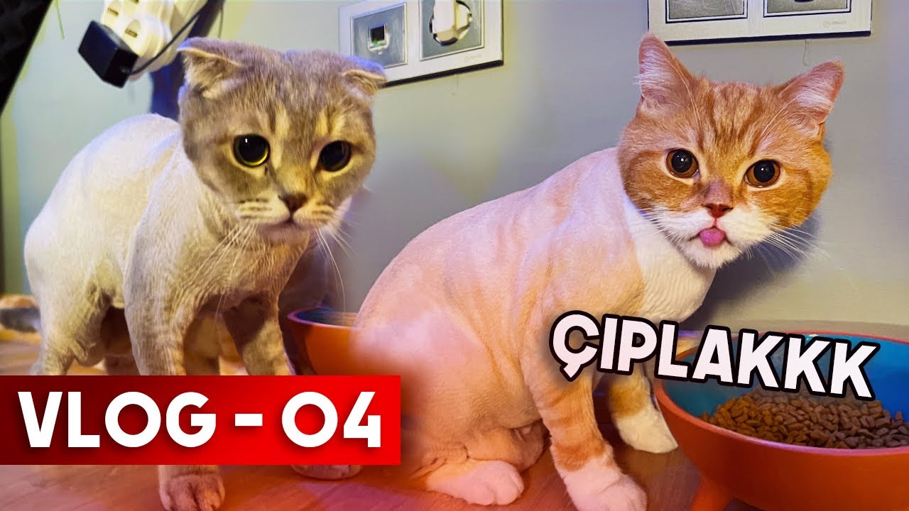KEDİLERİMİ TIRAŞ ETTİRDİM ! ( Axolotl Cafer Son Durum ) - VLOG 04
