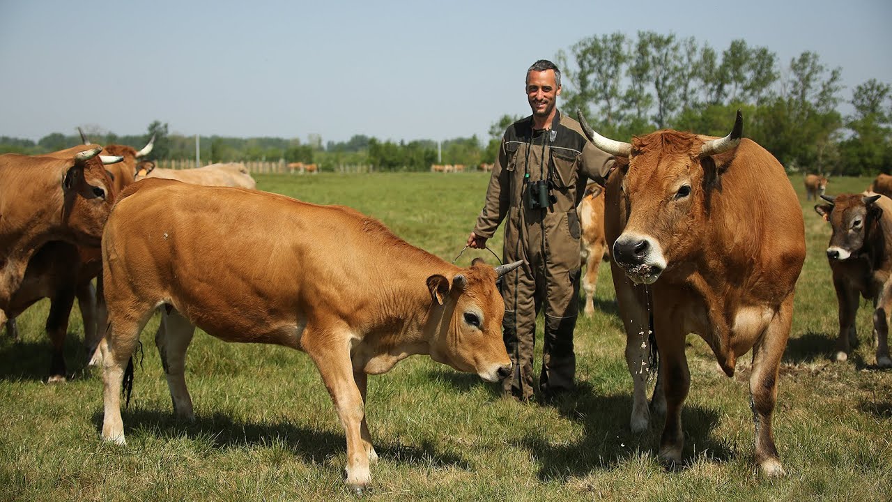 2ème prix de l'agrobiodiversité animale 2021 - La vache Maraîchine