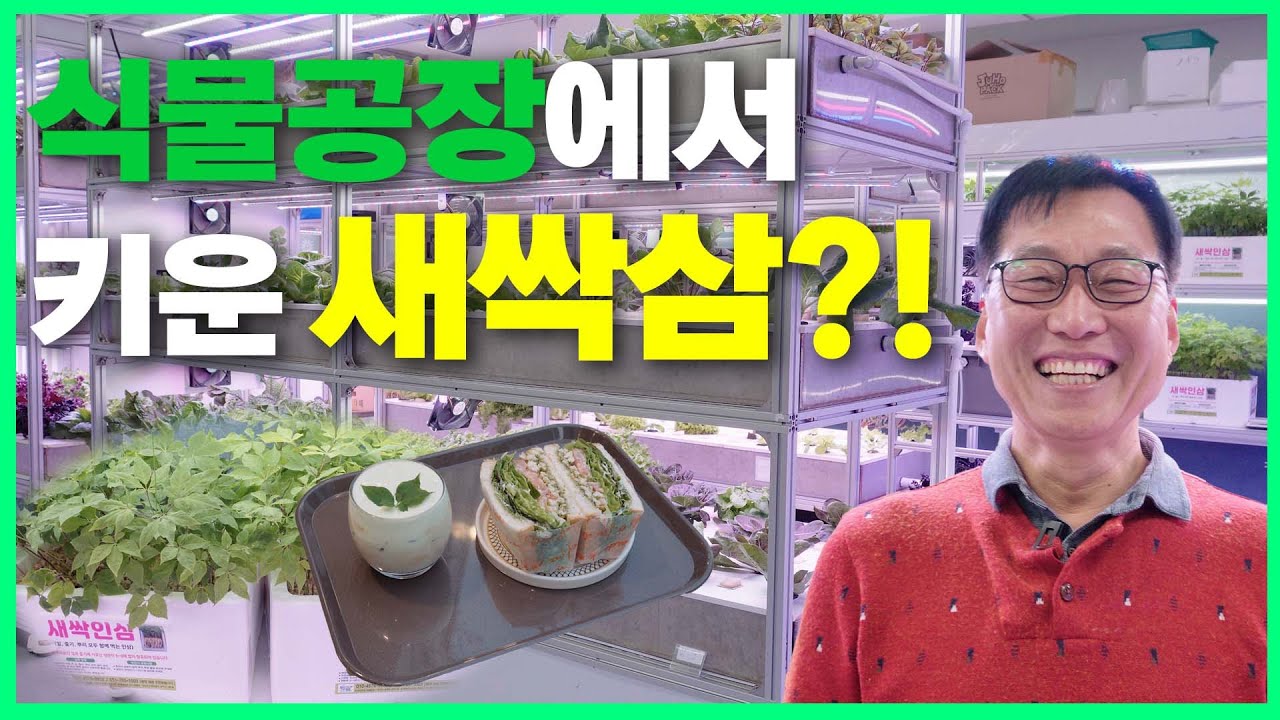 직접만든 도시속 식물공장,인삼라떼가 맛있는 새싹삼 카페도 같이해요