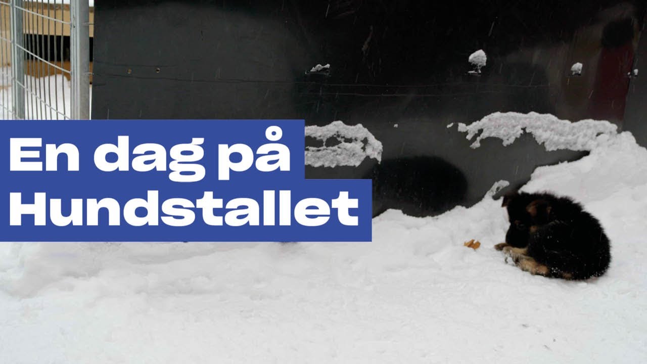 En dag på Hundstallet 1 av 3