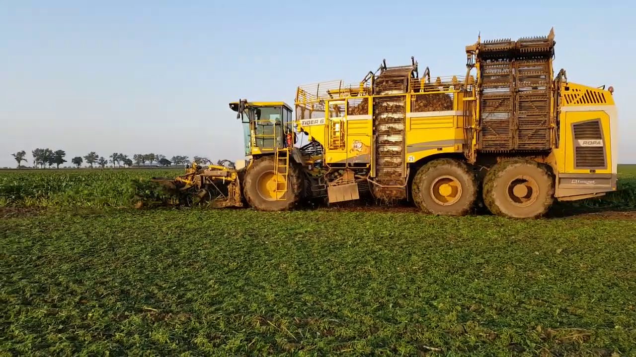 Kopanie Buraków 2020 - Kombinat Rolny Kietrz  cz1