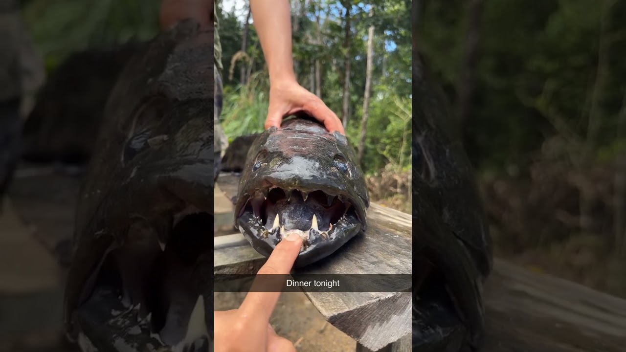 Amazon fish🎣 #aimara #reels #shorts #monsterhunter #rivermonsters#teeth#amazing #amazon#dinner#big