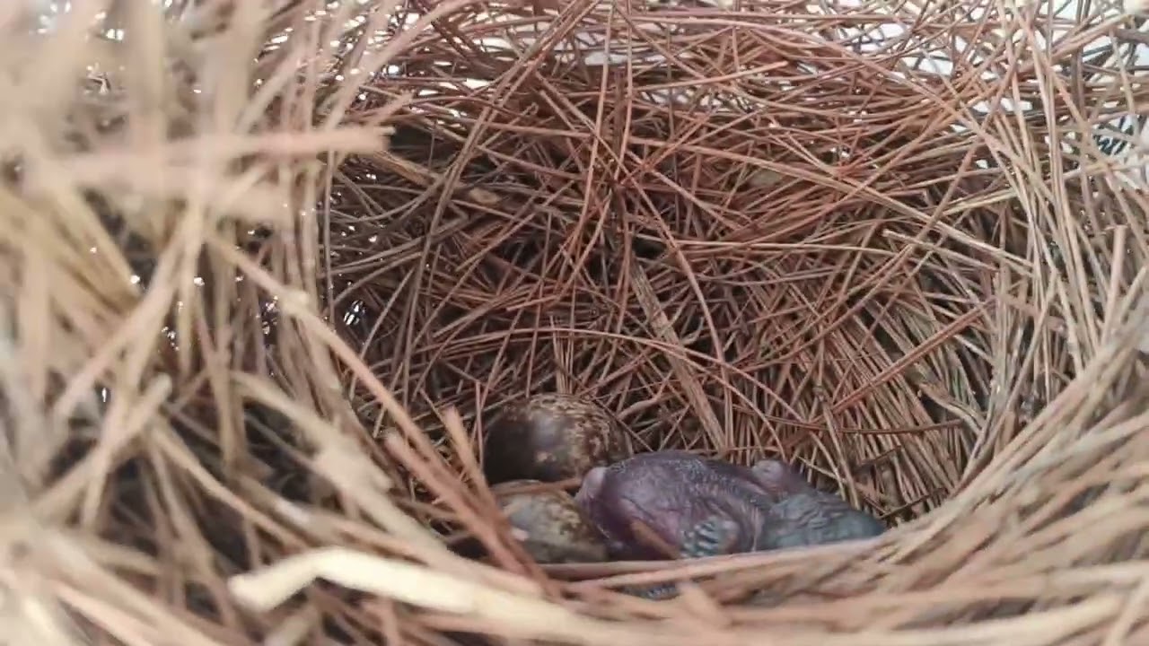 Ternyata Baru 2 Bulan Sudah dikasih Adik Lagi