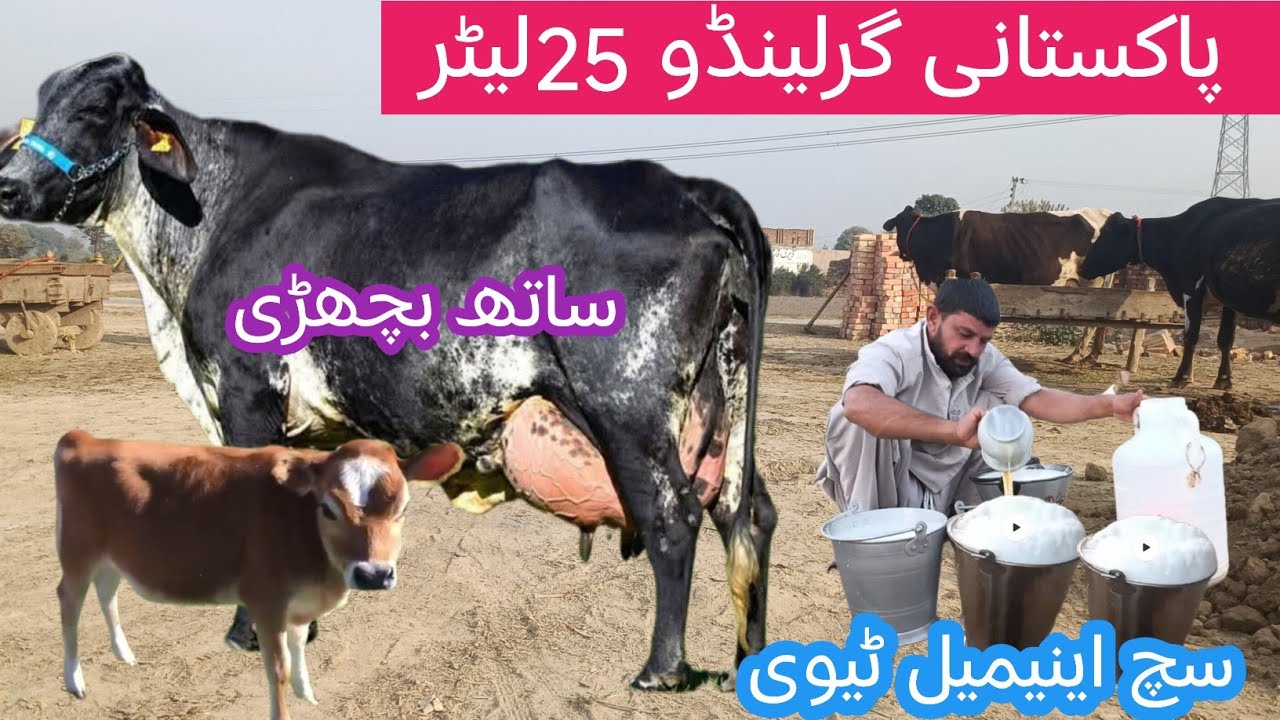 Cholistani friesian cross cow