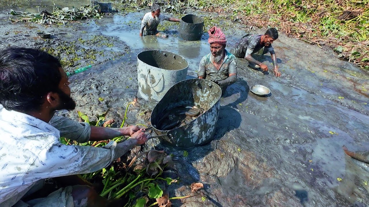 গ্রামের কচুরি পুকুরে কাদামাটির ভিতরে মাছের গোডাউন ।Village Culture Deshi Fishing
