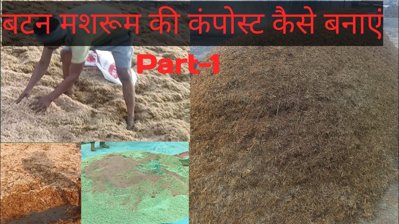 Mushroom compost || मशरूम की खाद बनाने की सबसे आसान विधि