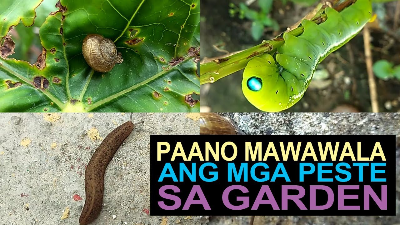 Part 1: How To Get Rid Of Pests In Our Garden I Paano Mawawala Ang Mga Peste Sa Garden