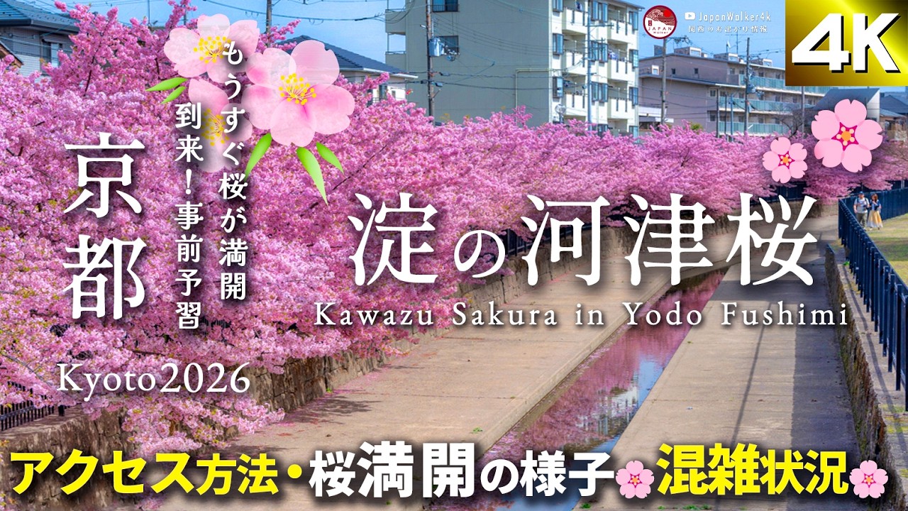 【2026開花!】京都淀の河津桜が満開🌸淀駅からアクセス方法・混雑の様子｜京都伏見区 Kyoto【淀水路の桜】#淀の河津桜 #淀水路の河津桜 #開花状況 #桜 #京都 #伏見