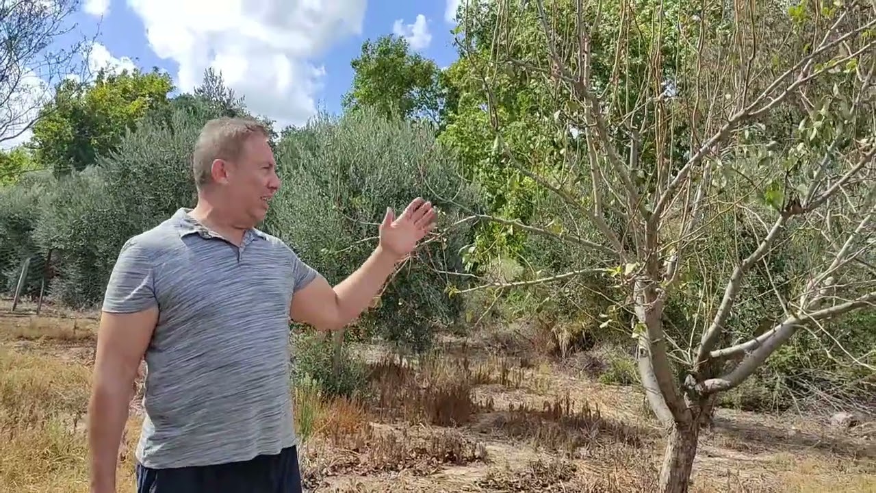 1 YIL SONRA ZEYTİN BUDAMA SONUÇLARI & ARMUT HIRSIZI