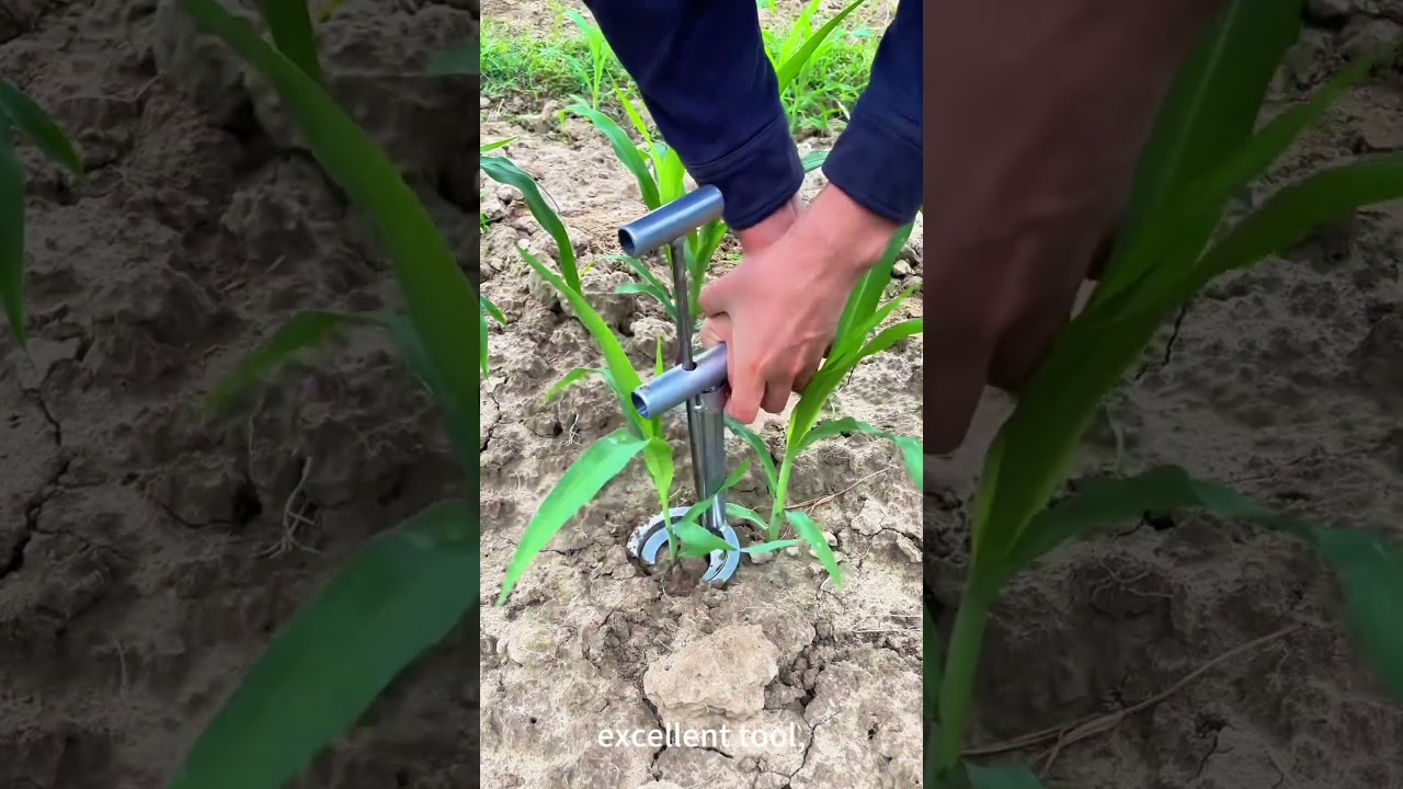 Transplanting corn seedlings using excellent tools. #farming #tools